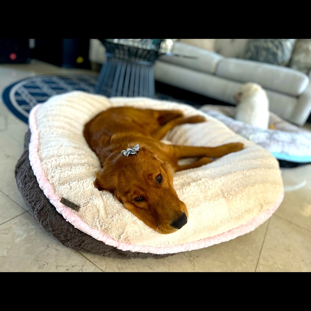 Made with Love by Morales Puppies 🐾♥️ beds 🛌 and blankets 🐶